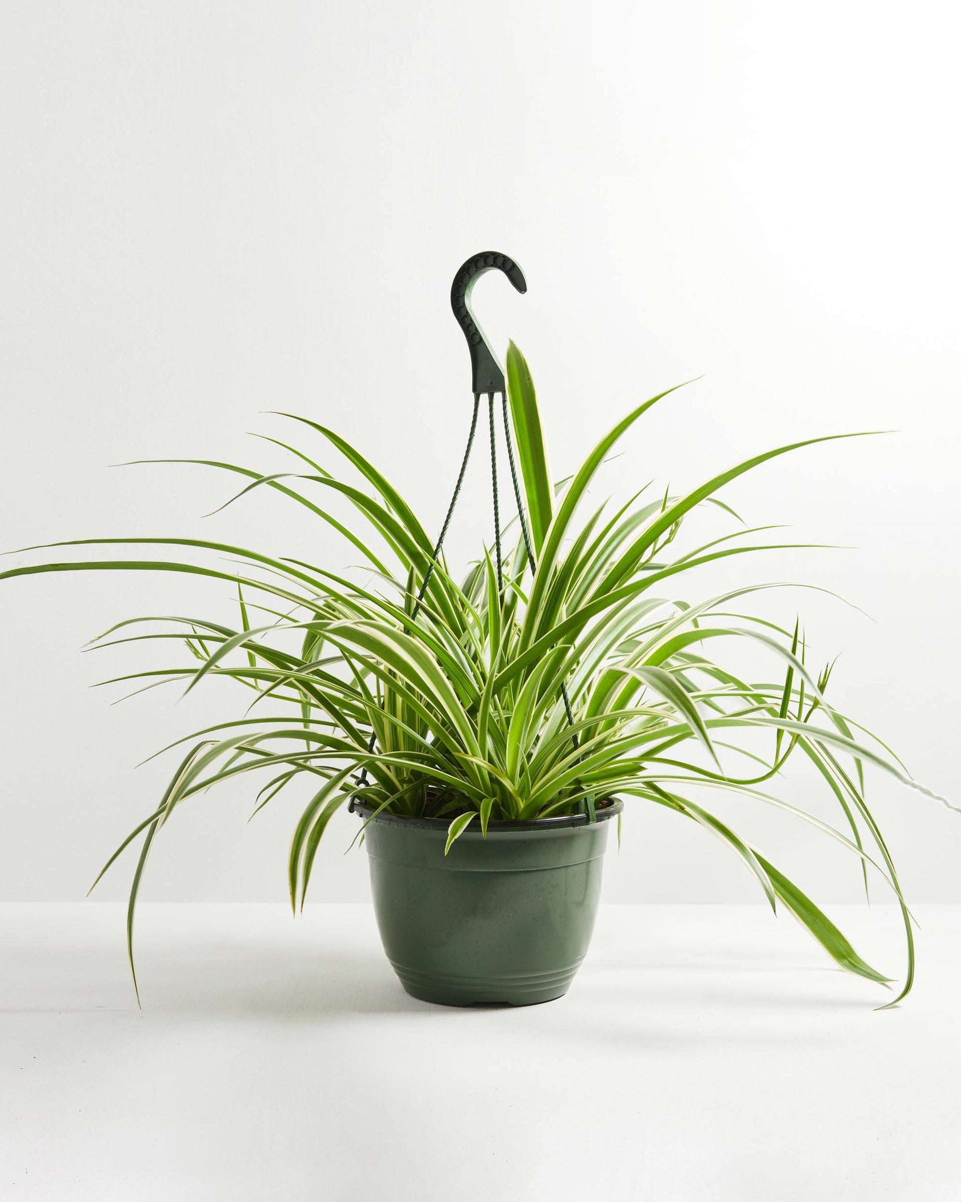 spider plant near me Spider Plant | Chlorophytum Comosum