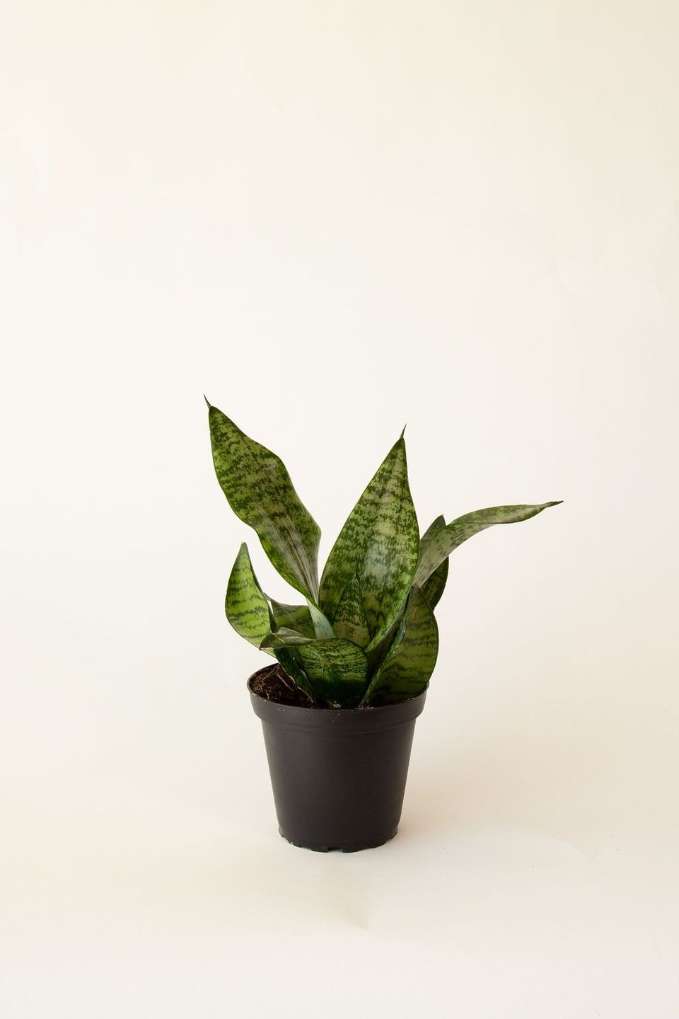 dwarf zeylanica snake plant sansevieria Zeylanica Superba Snake Plant | Indoors Plants